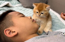 男の子の隣でウトウトする子猫