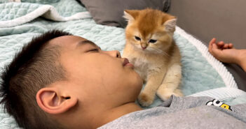 男の子の隣でウトウトする子猫