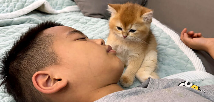 男の子の隣でウトウトする子猫