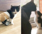 後ろ足が動かせなかった保護子猫に、手作りの車椅子をプレゼント。元気いっぱいに駆け回る様子に思わず胸が熱くなる