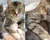 保護先で優しいおじいちゃん猫に迎えられた子猫。温かいハグに心が満たされ、幸せいっぱいの人生を歩み始める