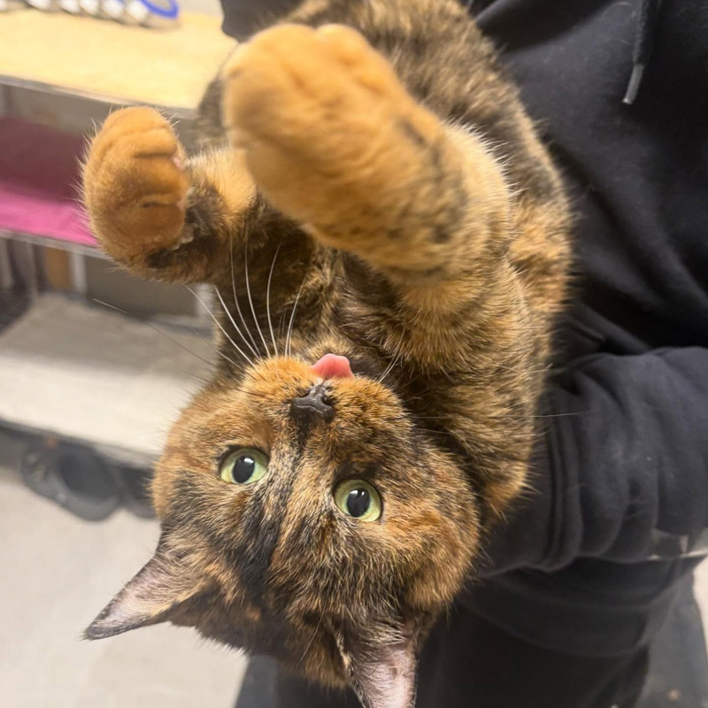 抱っこされる猫