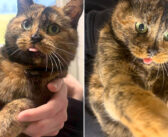 生涯の家族の愛情溢れる腕を見つけるまで、ひたすら自分を目立たせることを決意した保護猫。ついに待ち望んだ瞬間が！