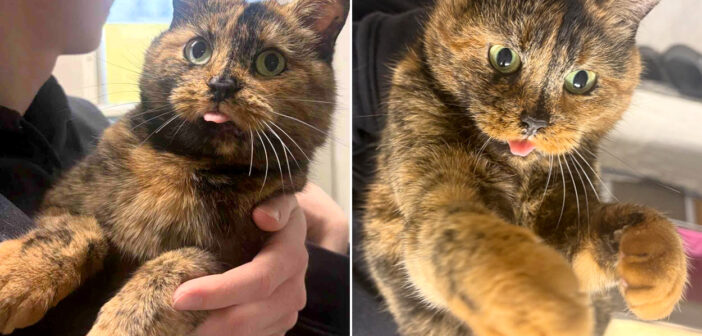 生涯の家族の愛情溢れる腕を見つけるまで、ひたすら自分を目立たせることを決意した保護猫。ついに待ち望んだ瞬間が！