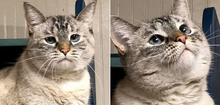 ショッピングモールで発見された悲しそうな顔の猫。保護施設で新しい家族を見つけた瞬間、再び幸せを取り戻す！