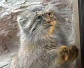 大好きな飼育員さんを発見すると、まっしぐらに駆け寄ってくるマヌルネコさん。ガラス越しの全力アピールが可愛すぎた♡