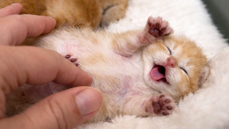 マッサージされる子猫