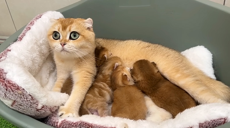 母猫のミルクを飲む子猫達