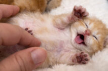 マッサージされる子猫