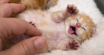 史上最高に可愛い子猫マッサージ… と思いきや、ママ猫が突然介入! 子猫達を独り占めして、愛らしい行動に出た ( *´艸`) マッサージされる子猫