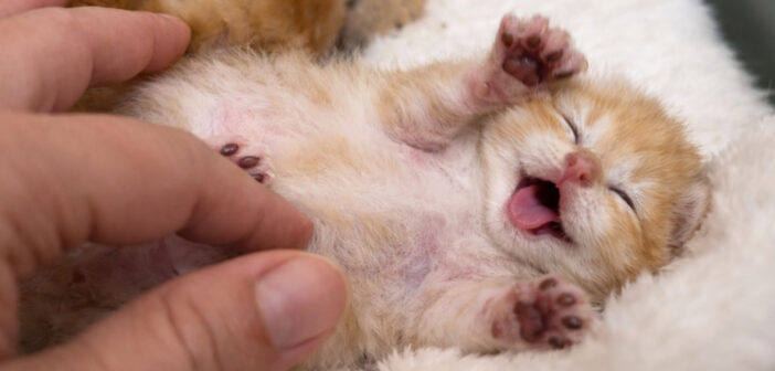 マッサージされる子猫