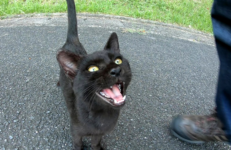 メチャクチャ可愛い声で甘えてきた子猫