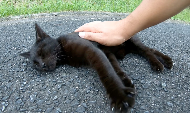 撫でられる子猫