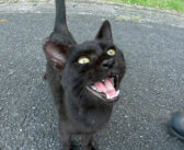 子猫がメチャクチャ可愛い声で甘えてきた！ ナデナデしてあげると、甘えたい気持ちが止まらなくなってしまったようで…♡