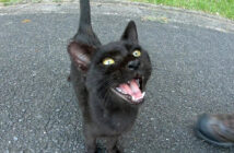 メチャクチャ可愛い声で甘えてきた子猫