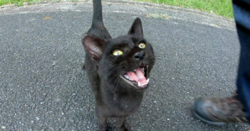 メチャクチャ可愛い声で甘えてきた子猫