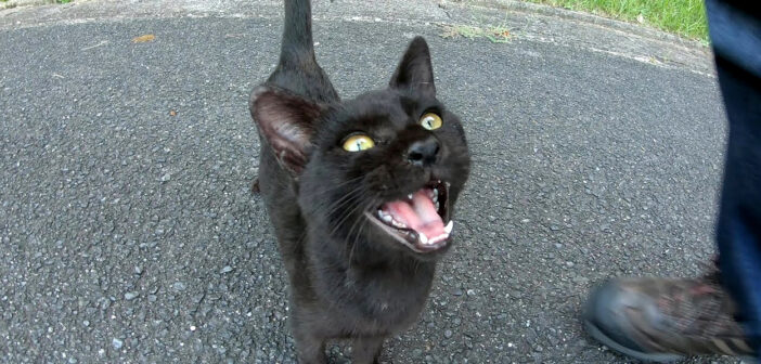 メチャクチャ可愛い声で甘えてきた子猫