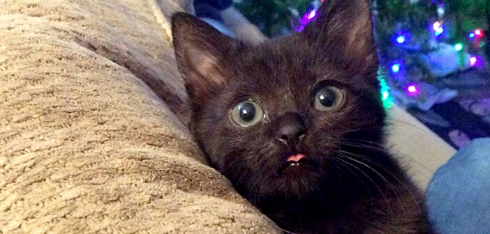 通常の半分の大きさで生まれた保護子猫。嬉しい時に舌をペロッと出していた子猫の3ヶ月後の変化に心が温まる (*´ｪ｀*)