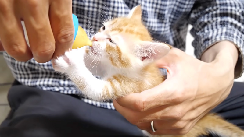 ミルクを飲む子猫