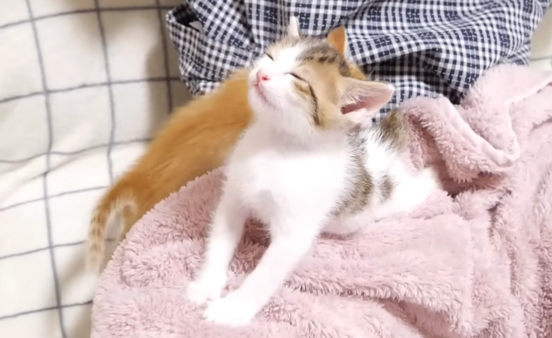 ミルクの余韻を楽しむ子猫