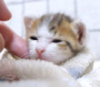 撫でられる子猫