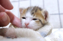 撫でられる子猫