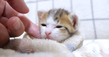 ミルクの余韻にむにゃむにゃしてる子猫。膝の上で甘えるのもそこそこに、わちゃわちゃ遊ぶ姿に成長を感じる! 撫でられる子猫