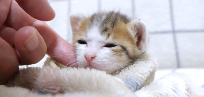 撫でられる子猫