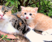 優しく子猫に話しかけながら、温かい眼差しで子猫を見守る母猫。とっても仲良しな親子の絆にホッとする (*´ｪ｀*)