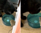 家族の知らないうちに、家に侵入したネズミと愛猫が友達に！ 一緒に水を飲んでいたところを偶然家族が見つけてビックリ！