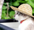 麦わら帽子をかぶった猫
