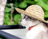 麦わら帽子がとってもお似合いの猫さん。大自然を感じながら佇む姿がどこか懐かしくて思わず心が和む (*´ェ`*)