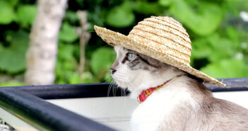 麦わら帽子がとってもお似合いの猫さん。大自然を感じながら佇む姿がどこか懐かしくて思わず心が和む (*´ェ`*) 麦わら帽子をかぶった猫