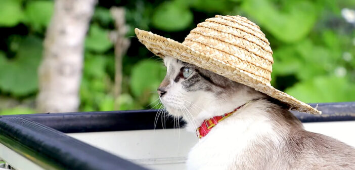 麦わら帽子をかぶった猫