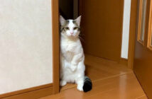 自分の声が気になる猫