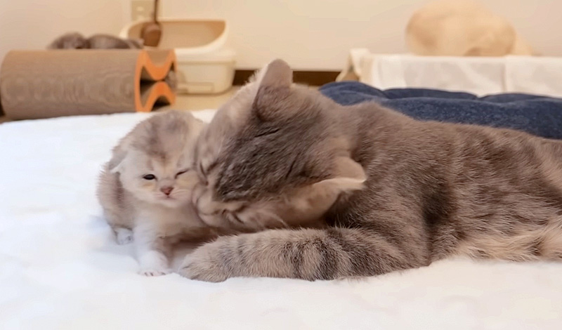強引にグルーミングされる子猫