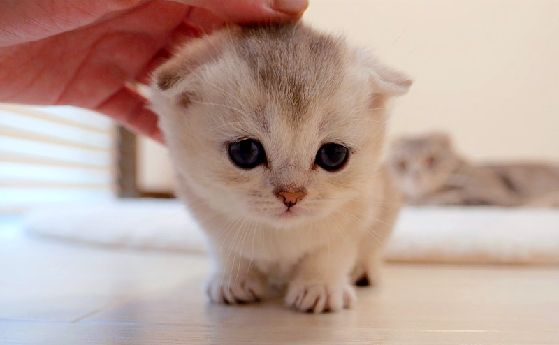 飼い主さんに撫でられに来る子猫
