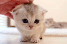 飼い主さんに撫でられに来る子猫