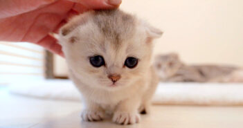 飼い主さんに撫でられに来る子猫