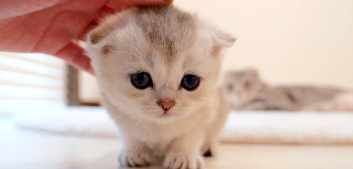 撫でられに何度もやって来る子猫。甘えたい気持ちが止まらなくて、可愛すぎる姿を見せてくれた ( *´艸｀)♡