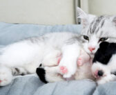 泣いていた保護犬をとっても優しい方法で慰める子猫。その愛情に満ちた行動に、子犬も安心したようで… (*´ｪ｀*)