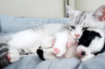 子犬を抱きしめる子猫