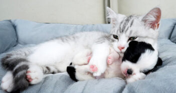 子犬を抱きしめる子猫