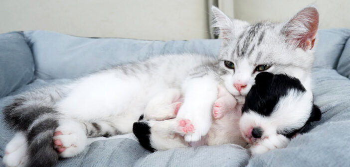 子犬を抱きしめる子猫