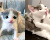 そっくりな双子の子猫達。保護された後も決してお互いのそばから離れず、生涯の家で幸せな日々を歩み始める！