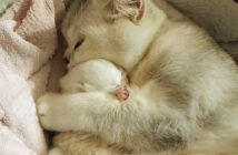 子猫を抱きしめる母猫