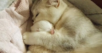 生後4日の子猫をギュッと抱き締めながら寝かしつける母猫。その愛情いっぱいの優しい姿に心がポカポカ温まる (*´ω`*)♡ 子猫を抱きしめる母猫