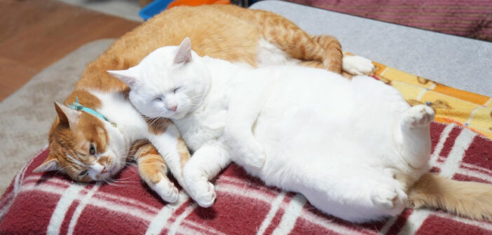 猫枕に極上の幸せを感じた白猫。ピッタリと寄り添いながら眠るふたりの姿が可愛くて、思わず心がポカポカに (*´ω｀*)♡