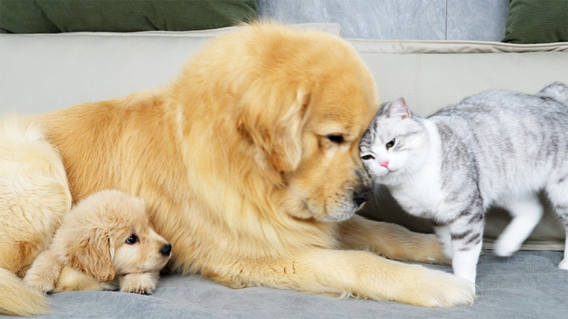 愛情を交換し合う犬と猫