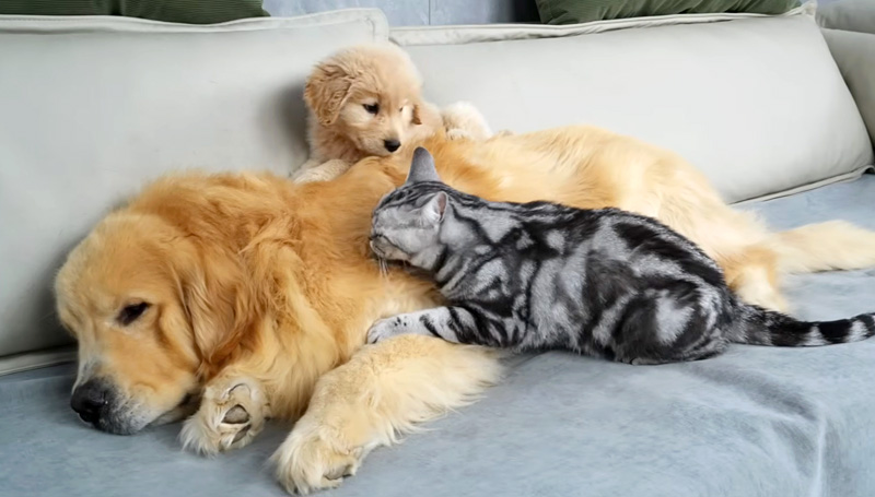 仲良しな犬と猫